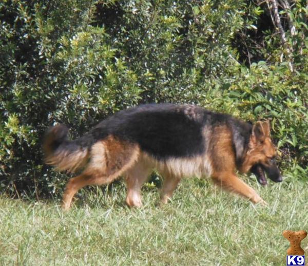 Dogs for Sale